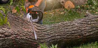 How Our Tree Care Process Works  in  Lakewood, IL