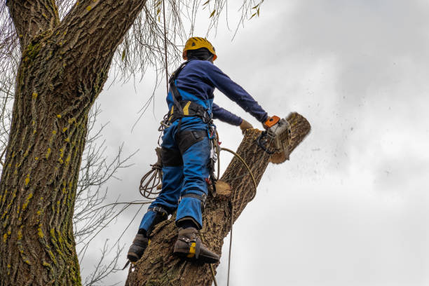 Soil Testing and Treatment in Lakewood, IL